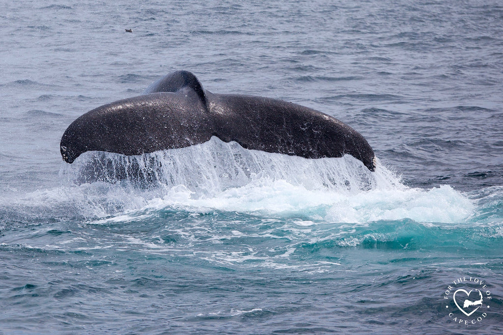 Your Cape Escape - Let's go on a Whale Watch!