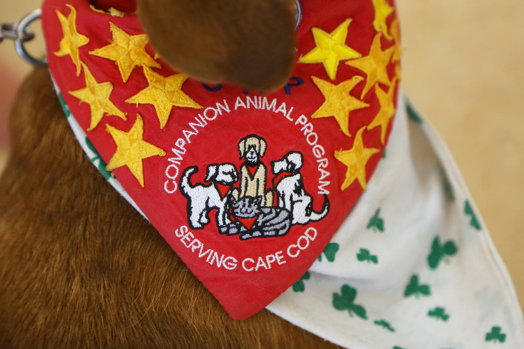 Cape Heartbeat - Companion Animal Program